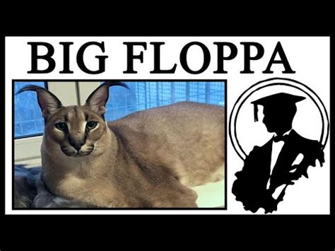 floppa|The Story Behind BIG FLOPPA, The Cutest Caracal .